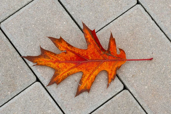 Red Fallen Leaf Asphalt Roads City Autumn City — Stock Photo, Image