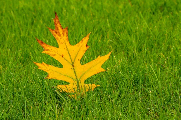 Horizontal Image Fallen Maple Leaf Yellow Green Grass — Stock Photo, Image