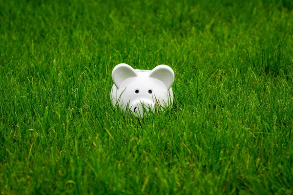 Witte Spaarvarken Bank Grasveld Geld Besparen Concept — Stockfoto