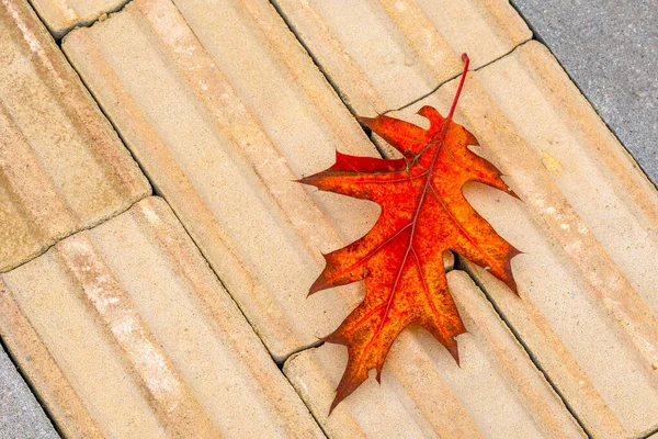 Autumn Leaf Walkway Fall Season City — Stock Photo, Image