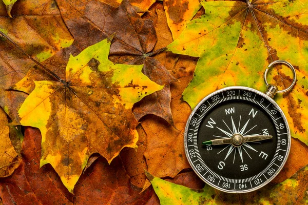 Compass Laying Leaves Autumn Forest Shot Autumn Background — Stock Photo, Image