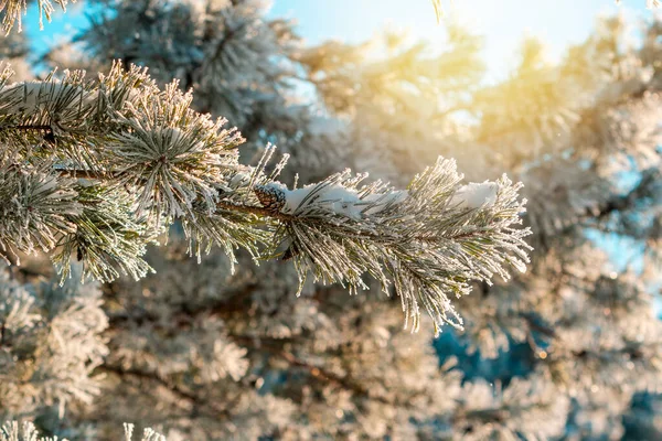 Fondo Frío Invierno Hoarfrost Blanco Nieve Rama Pino Con Agujas —  Fotos de Stock