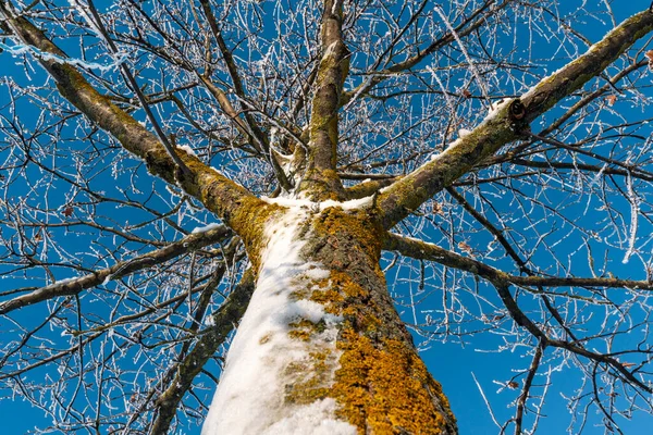 Stromy Zimě Mráz Větvích Stromů Sníh Stromech Stromy Rostliny Zimním — Stock fotografie