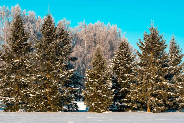美丽的冬季风景 白雪覆盖的冷杉树 — 图库照片
