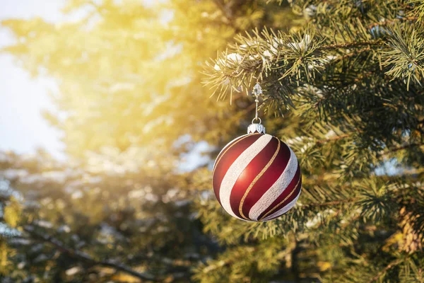 Červená Vánoční Ozdoba Zasněžené Větvi Jedle — Stock fotografie