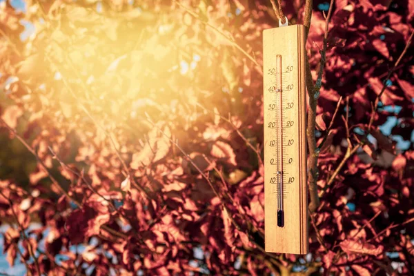 Thermometer Tree Shows Themperature Winter — Stock Photo, Image
