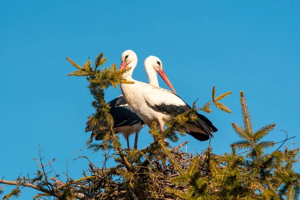 Couple White Stork Nest Springtime Time Love Storks — Stock Photo, Image