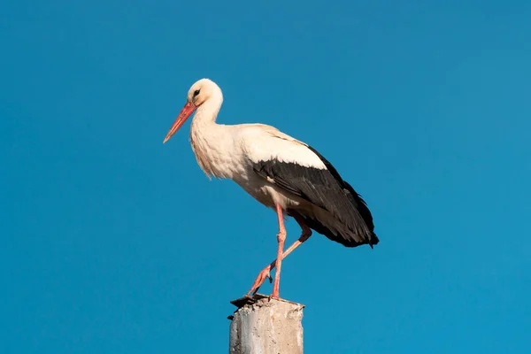 Stork Standing Pole Blue Sky White Black Bird Very Elegant — Stock Photo, Image