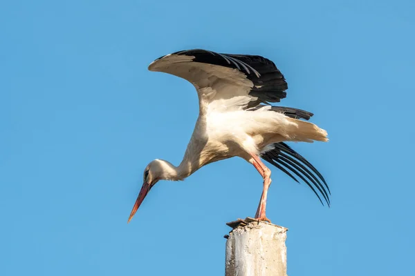 電柱からの飛行を開始するコウノトリ この白い鳥はとてもエレガントです — ストック写真