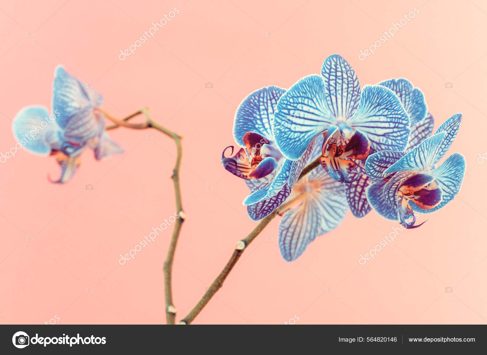 Close Belas Flores Orquídea Azul Fundo Rosa Claro Cartão Felicitações  fotos, imagens de © grapix #564820146