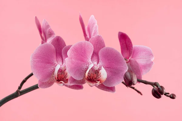 Beautiful Gentle Branch Pink Romantic Orchid Flower Greeting Card Mother — стоковое фото