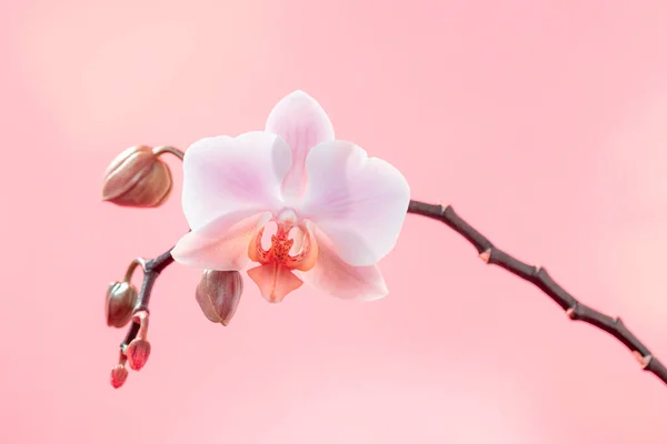 Zweig Von Orchideenblüten Auf Hellrosa Hintergrund Muttertag Frauentag März — Stockfoto