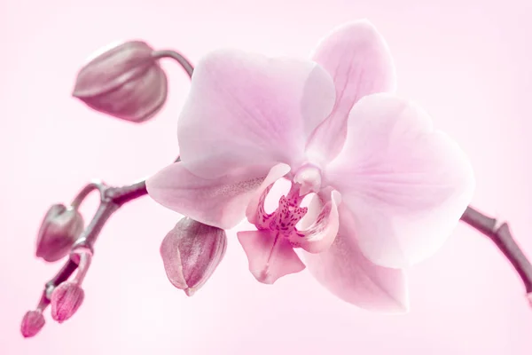 Purple Orchid Flowers Light Pink Background Beautiful Greeting Card — стоковое фото