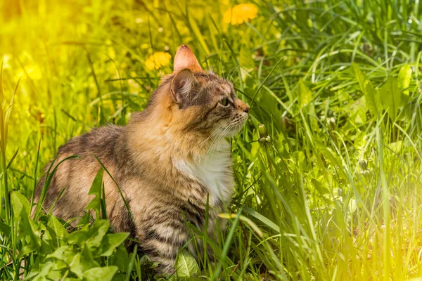 Adult Domestic Cat Sitting Spring Grass Suitable Animal Pet Wildlife — Stockfoto