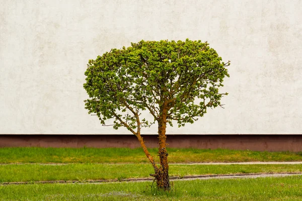 Dekoracyjne Wykończone Zielone Krzewy Trawniku Dziedzińcu Przed Ścianą Budynku — Zdjęcie stockowe