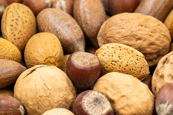 Close View Different Kinds Nuts Focus Hazelnut — Stockfoto