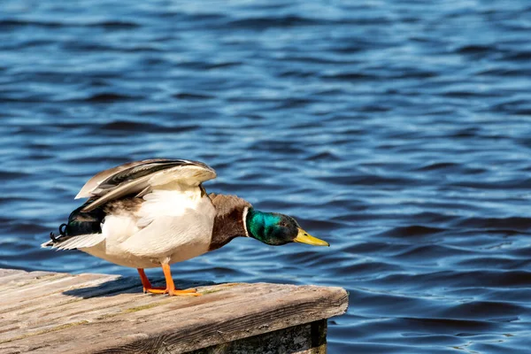 Lonely Wild Duck Resting Lake Shore Wooden Pier — Stock Photo, Image