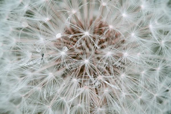 Dandelion Seeds Close Abstract Macro Photo White Dandelion Drops Water — Stock Photo, Image