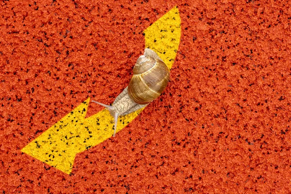 Snail Crawling Arrow Sign Concept Choice Steady Progress Moving Forward — Stock Photo, Image