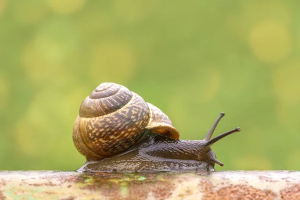 Little Snail Crawling Metal Pole Sunny Summer Day — Stock Photo, Image