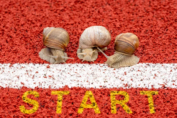 Drei Rennschnecken Vor Dem Start Das Konzept Des Wettbewerbs Der — Stockfoto