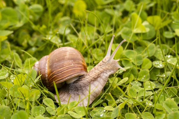 蜗牛在潮湿的草地上滑行 有浅褐色条纹壳的大型软体动物蜗牛 — 图库照片