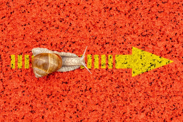 Snail Crawling Yellow Arrow Sign Concept Choice Steady Progress Moving — Stock Photo, Image