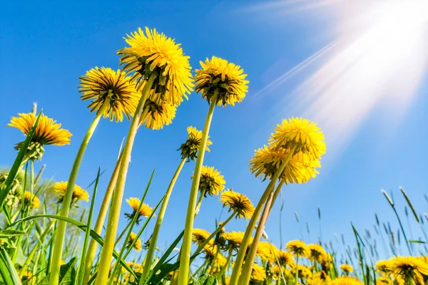 Bottom view of yellow dandelions with sunlight.Nature background. Yellow dandelions in the grass.