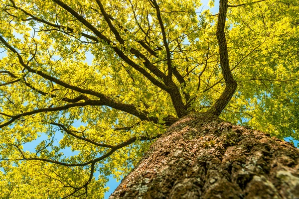 Χαμηλή Γωνιακή Άποψη Του Oak Tree Background Την Άνοιξη Πάνω — Φωτογραφία Αρχείου