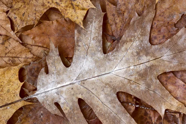 汚い紅葉 Web サイトやモバイル デバイスのための自然な背景 — ストック写真