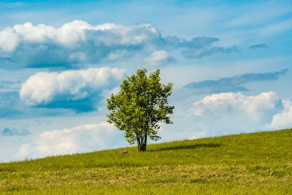 Ungt Träd Växer Ensam Kullen Mot Himlen Bakgrund — Stockfoto