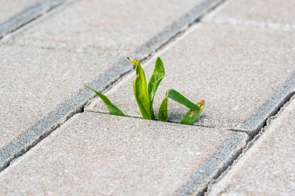 Ένα Μικρό Φυτό Πράσινα Φύλλα Φυτρώνει Στο Πεζοδρόμιο Εγκαταστάσεις Φύτευσης — Φωτογραφία Αρχείου