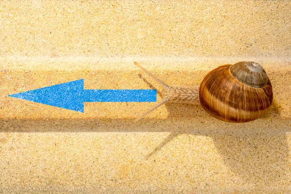 Snail Crawling Arrow Sign Pavement Concept Choice Steady Progress Moving — Fotografia de Stock