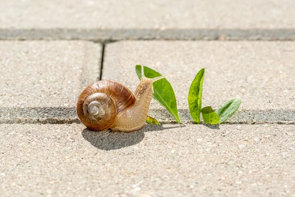 Little Snail Eating Green Plant Growing Pavement — Zdjęcie stockowe