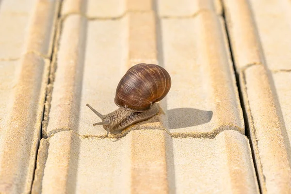 Photo Snail Crawling Sidewalk City — 图库照片