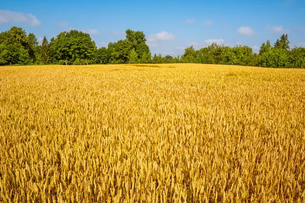 Güzel Yaz Manzarası Olgun Buğday Tarlaları Buğday Kulakları Olan Kırsal — Stok fotoğraf