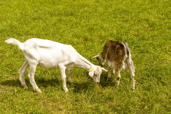 Couple Goats Grazing Field Cattle Pasture Grazing Horned Cloven Hoofed — Photo