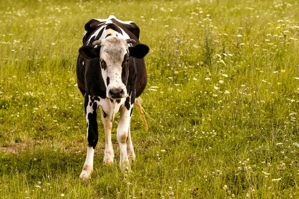 Dairy Cow Lot Flies Head Eyes — Stock Photo, Image