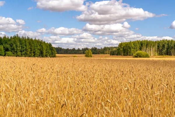 Golden Rye Field Summer Sky Landscape Agricultural Grain Crops Harvest — Stok fotoğraf