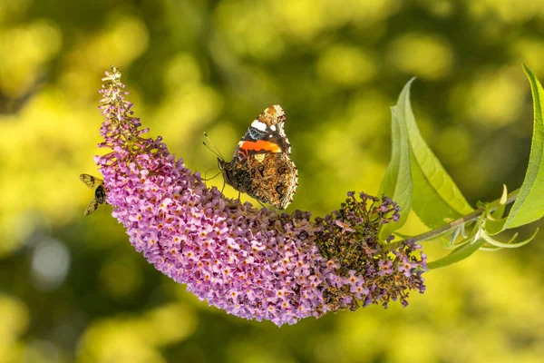 Butterfly Seeking Nectar Purple Flowers Sunlight — Stock Fotó