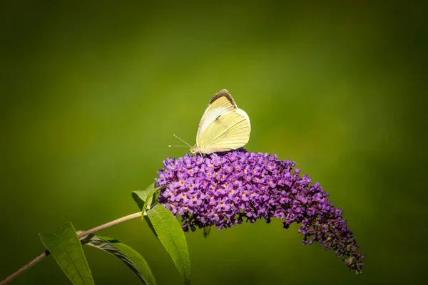 Cabbage White Butterfly Purple Blooming Plant — Stockfoto
