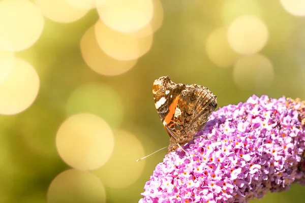 Close Delicate Natural Butterfly Flower Natural Out Focus Background — Stock Fotó