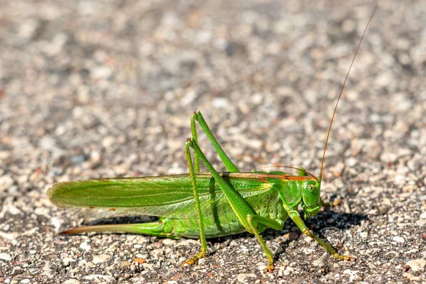 柏油路上的大绿色蝗虫特写镜头 — 图库照片