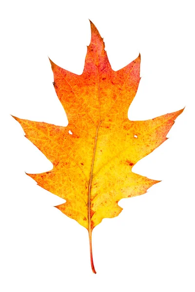 Осенний Кленовый Лист Выделен Белом Фоне Осенняя Флора — стоковое фото