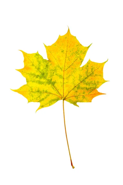 Цветной Осенний Кленовый Лист Выделен Белом Фоне Осенняя Флора — стоковое фото