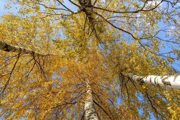 秋天森林里四只白桦树的梢 从底部向上看去 金色的桦树树叶 季节变换 秋天的自然 — 图库照片