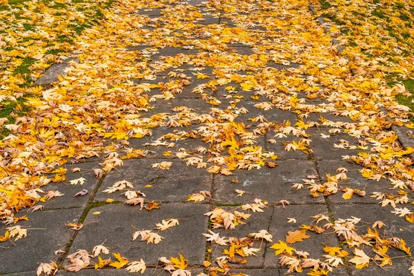 Autumn Maple Leaves Street Fallen Autumn Leaves Sidewalk Park — Stock Photo, Image