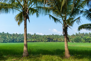 pirinç alanında Bayındırlık üzerinden yatay görünüm. Kerala, Hindistan