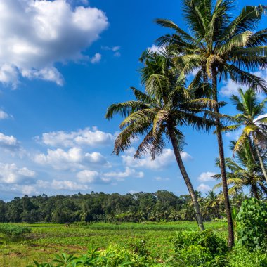 pirinç alanında Bayındırlık üzerinden yatay görünüm. Kerala, Hindistan