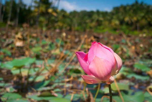 Изображение цветка лотоса на воде — стоковое фото
